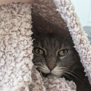 Meet your Posher, Gemini